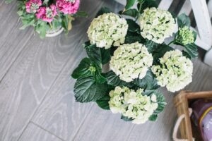 Hortensja na pniu roślina efektowna i łatwa w pielęgnacji